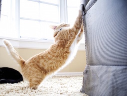 Marcaje-con-aranazos_mosaic_default