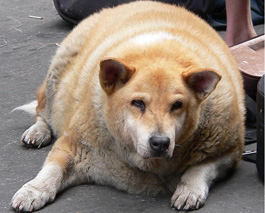 Obesidad en el perro |