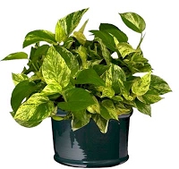 pothos.jpg