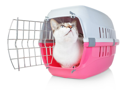 Pet cat in a cage for transport with door open. He looks up.
