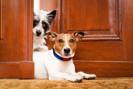 37402105 - couple of dogs watching at the door at home , on the doormat