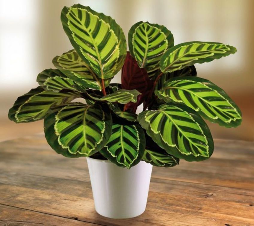 elefantenohr braune rnder Alocasia odora 'California'