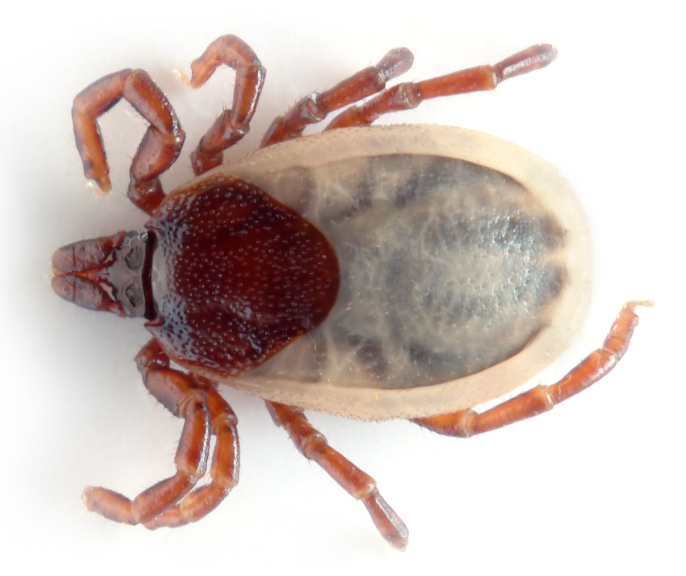 Ixodes hexagonus